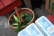 Vegetable Share