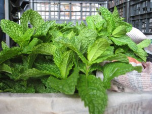 W1 - Fresh Mint  1