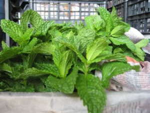 mint csa mint by esther giangrande