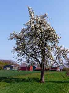 plum tree by tz1__1zt @ flickr.com plum tree by tz1__1zt @ flickr.com