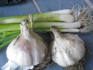garlic luv