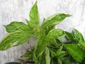 Basil