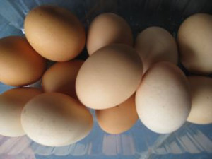 W1 - Eggs