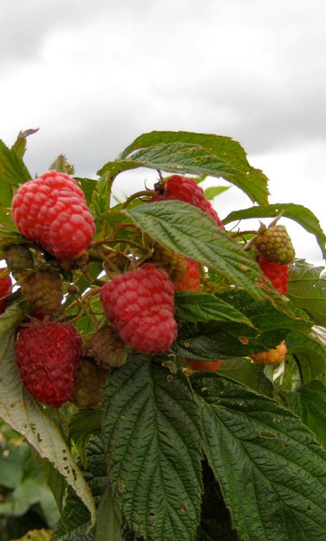 raspberries at Greig Farm