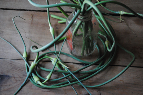 Garlic Scapes