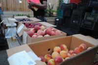 Orchard Share - Aug 11, 2010