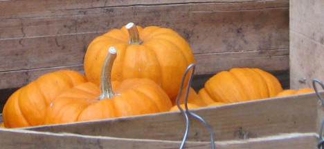 mini mini pumpkins