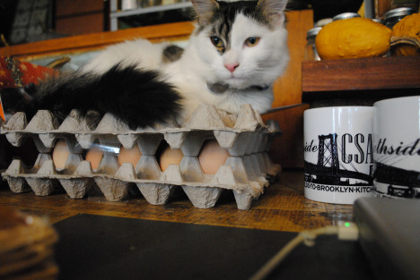mimomex eggs pic by ryan la chica