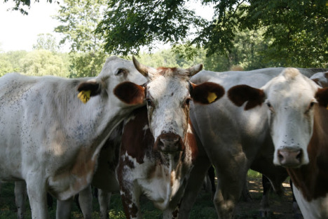 northwind cow