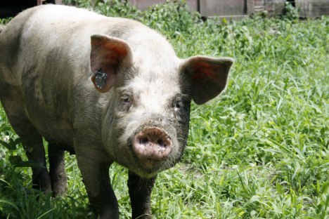 northwind pig