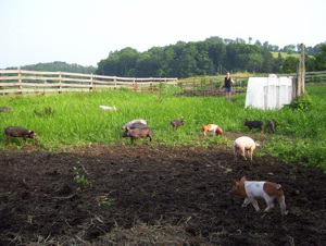 pork