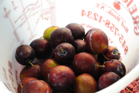 NY Orchard Share
