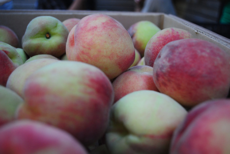 NY Orchard Share