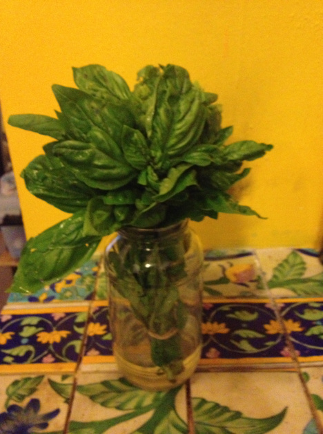 Basil 