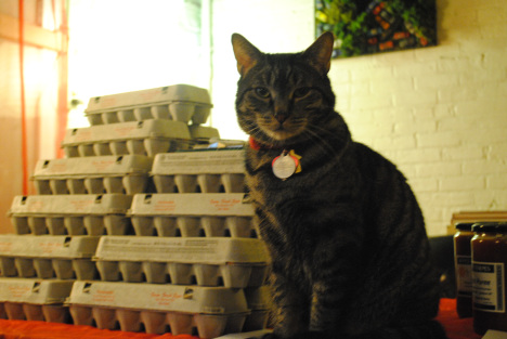 Montrose guarding the eggs