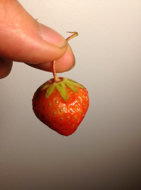 greigfarmstrawberry pic by Mo Kim