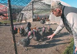 northwind turkey