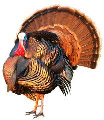 turkey