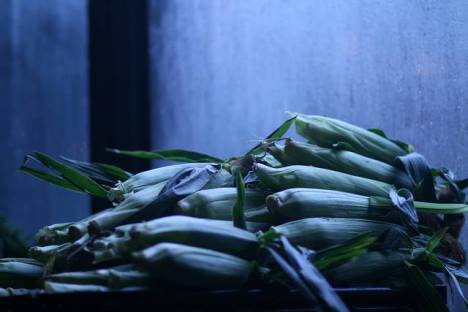MimoMex Corn. Aug 2013