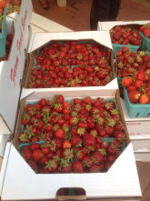 Greig Farm Share