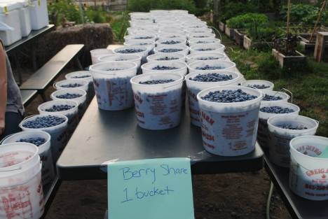 berry