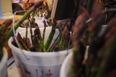 1 Week CSA 2014-05-07 013