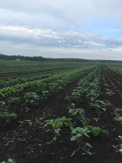 MimoMex Farm