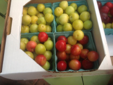 NY Orchard Share